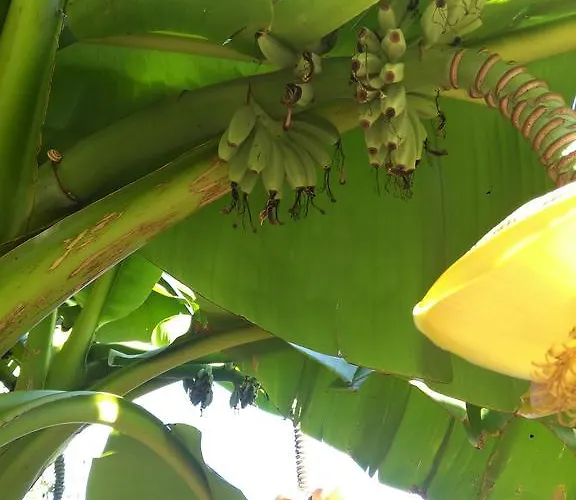 Tomic A-5 Apartment Lovran