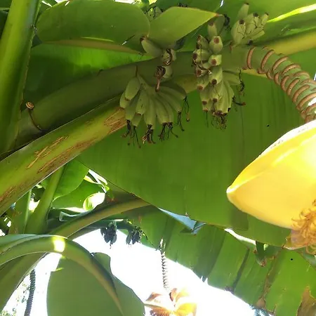 Tomic A-5 Daire Lovran